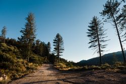 Landscape of hill between trees