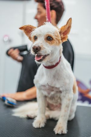 Happy dog on grooming table
