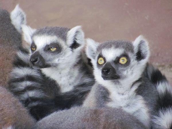 Ring-Tailed Lemur Pair