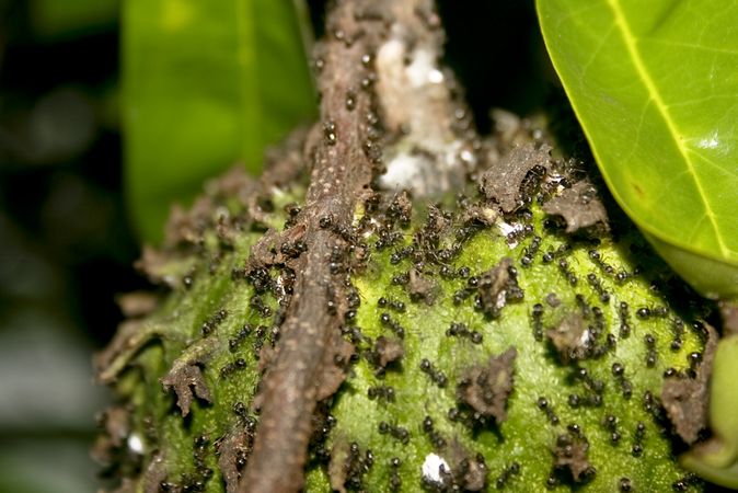 Ants swarming on top of a green fruit in tree