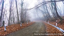 Fog along the forest path 5Q2Von