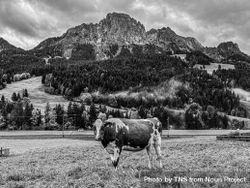 Brown cow grazing at the foot of the Videmanette, b&w beXojq