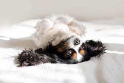 Cavalier spaniel lying on back in light sheets