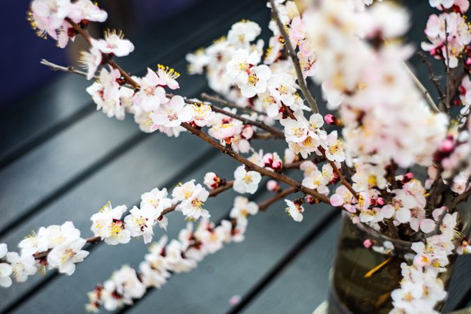 Blooming apricot in a vase