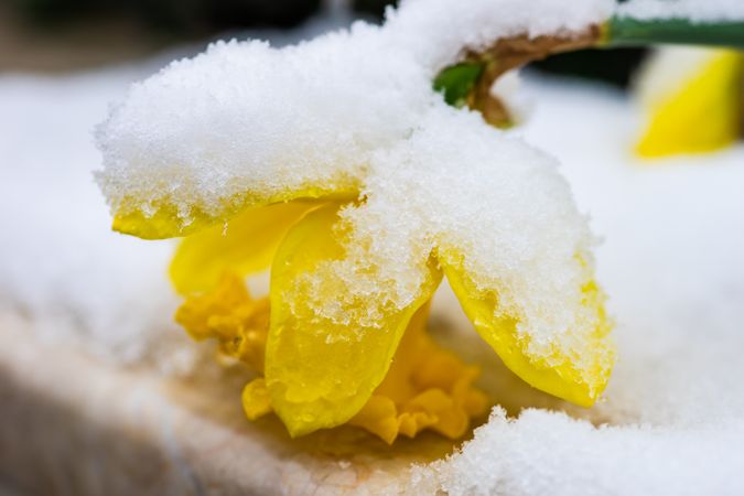 Daffodil flower closeup