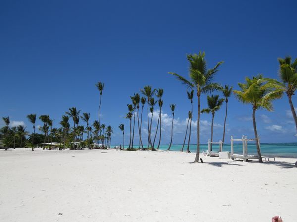 Green coconut palm trees on sand beach