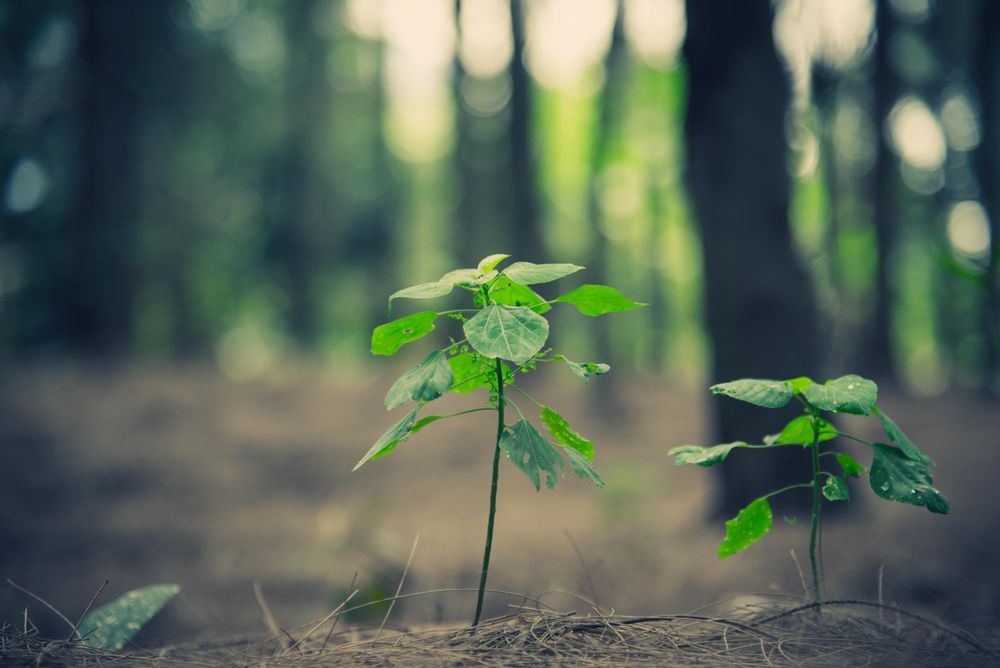 Small plants growing on forest floor