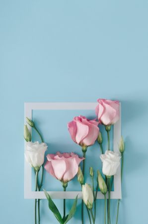 Roses with light paper frame