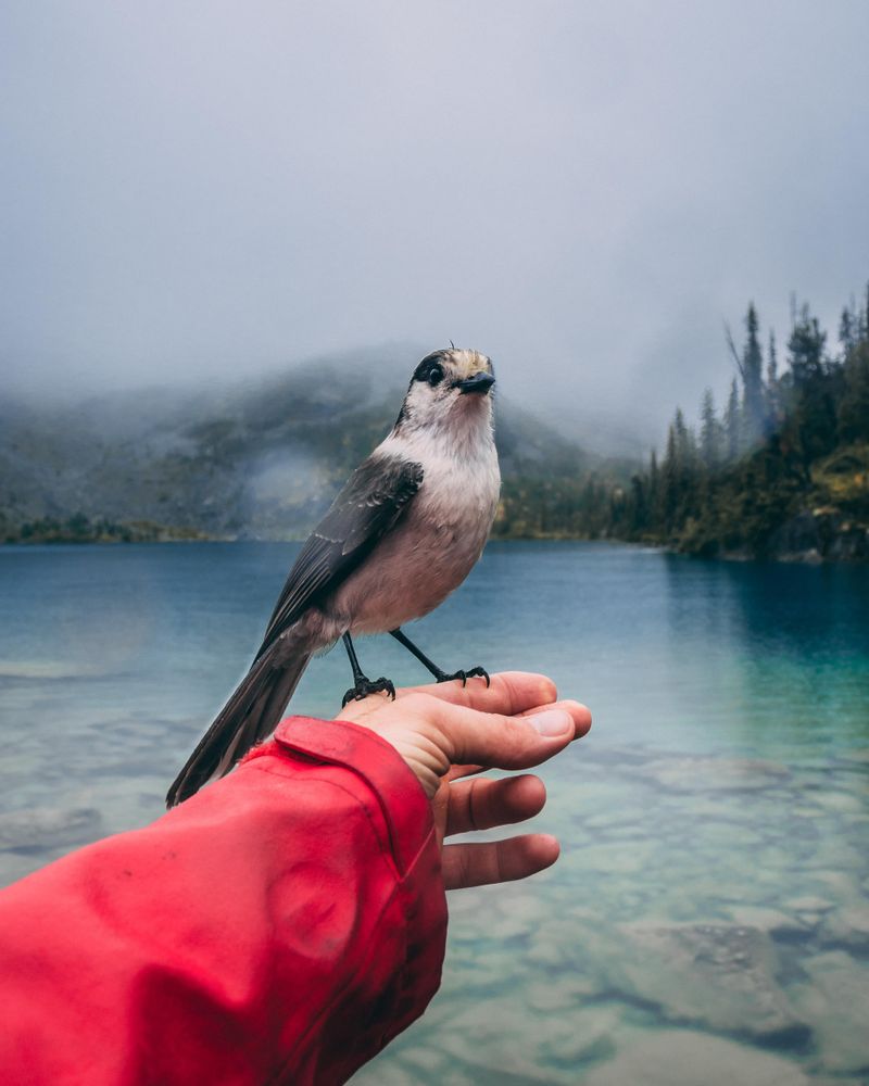 Gray bird on person's hand