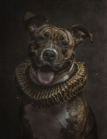 Pit bull with tiger pattern body in ruff