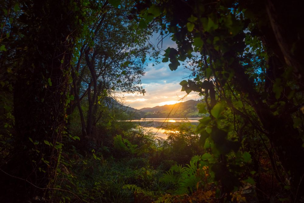 View of river and sunset sky through beautiful plants