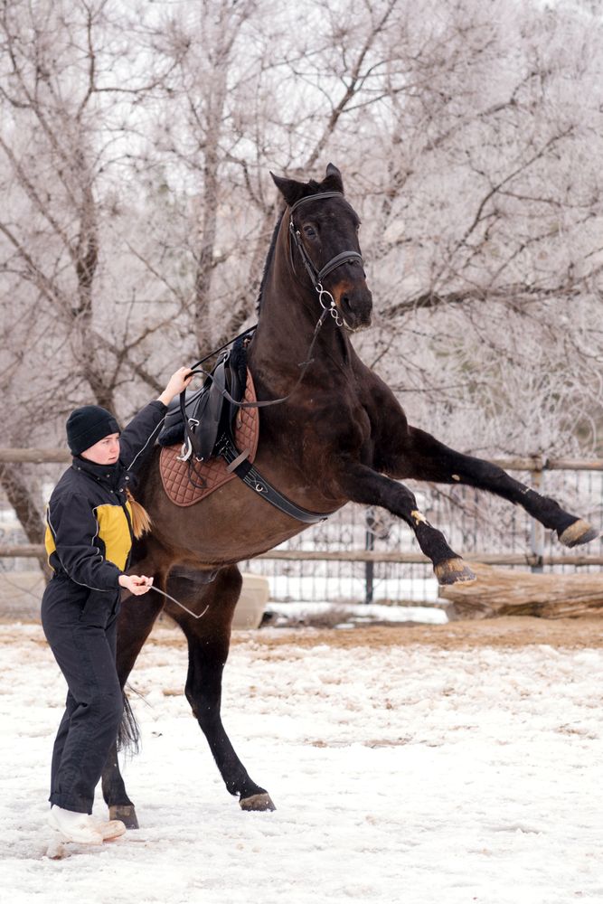 Horse leaping with handler in snowy enclosure. Dressage.