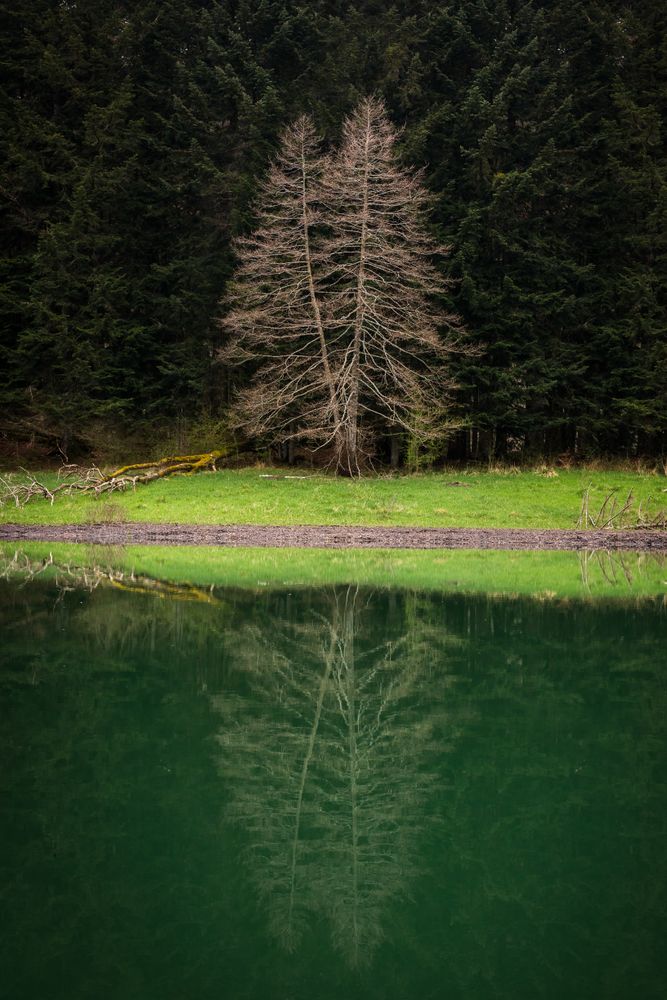 Hills and forest near calm lake