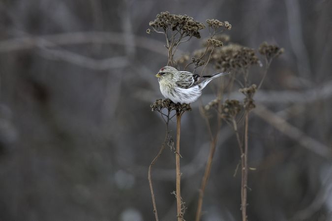 A common redpoll perched on dry winter vegetation