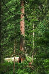 Tree in green forest, vertical composition