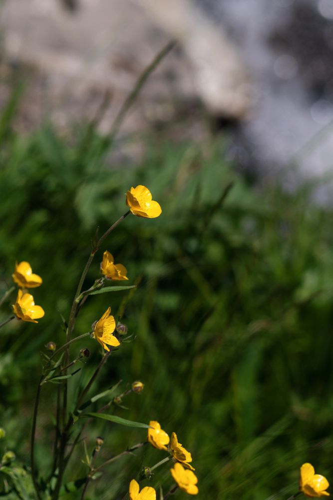 Yellow wildflowers with blurred background.
