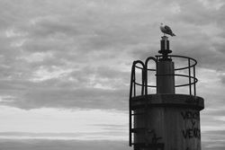 Bird on top of lighthouse