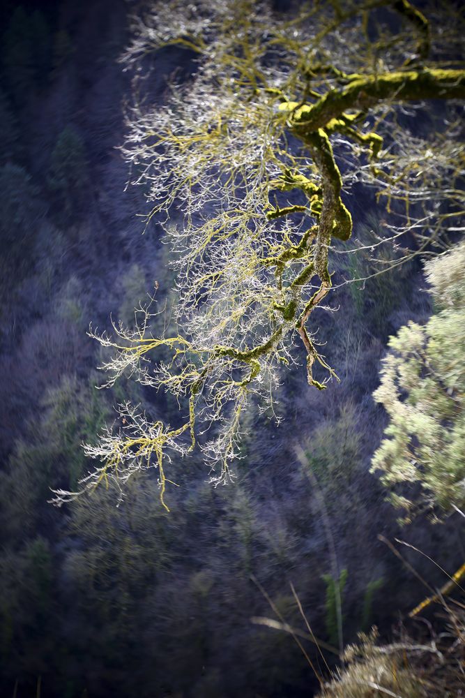 Green branches covered with moss