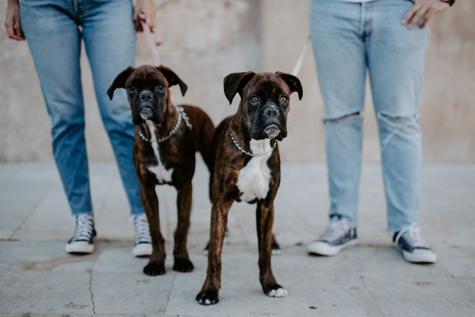 People standing and keeping cute boxers on leash
