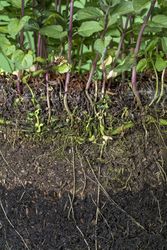 Plants growth in the underground