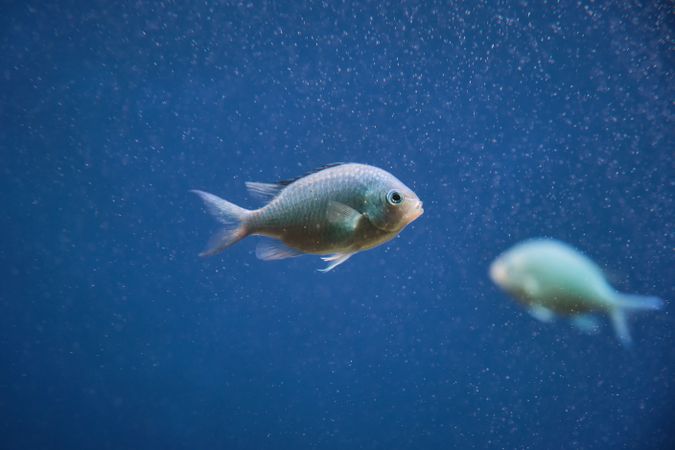 Damselfish swimming in blue water in aquarium