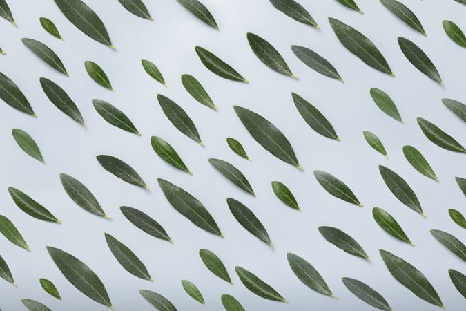 Background texture and pattern of olive leaves