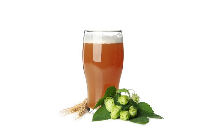 Beer and green hop isolated on light background