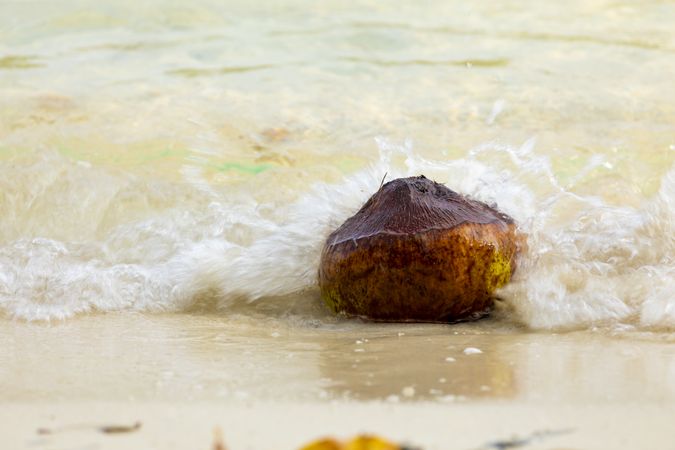 A coconut is washed away by sea waves onto the coral sand beach at Pulau Poya, Togian Islands