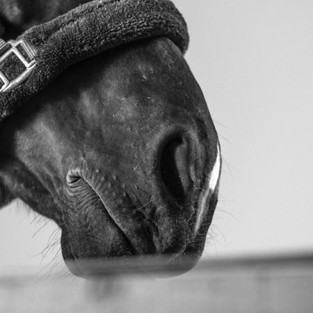Grayscale photo of horse's nose