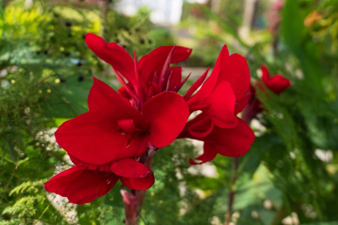 the striking beauty of a red Canna lily flower in full bloom