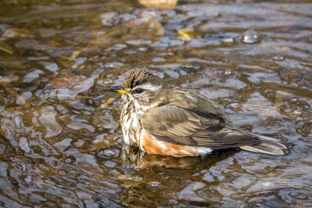 Old World sparrow on water