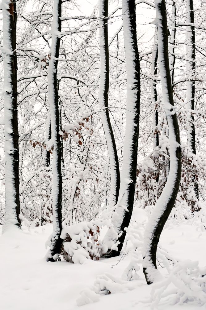 Winter forest with snowy trees
