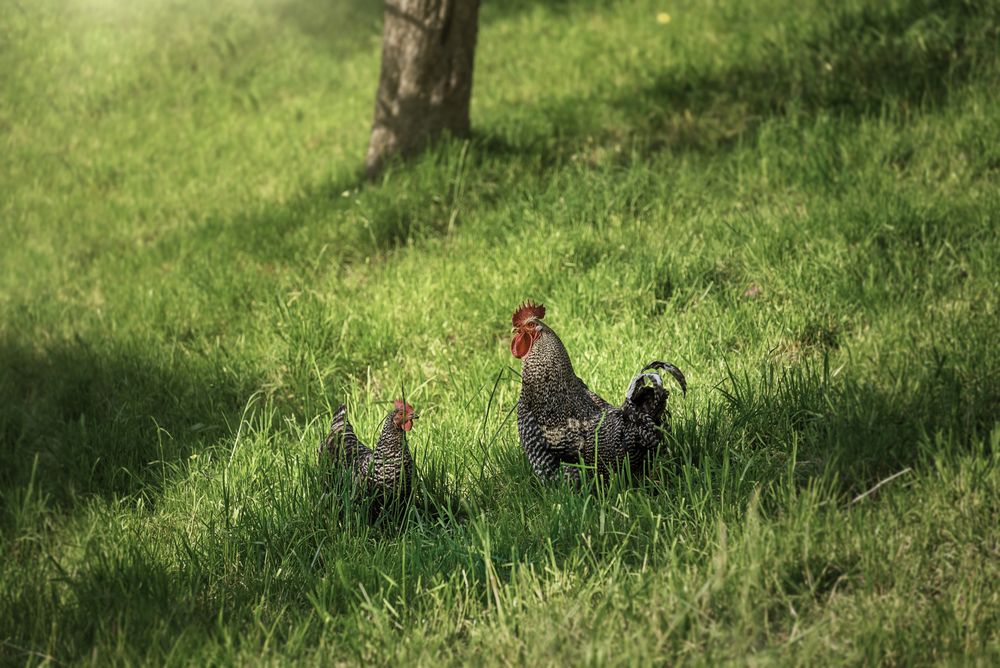 Gray rooster and hen in green grass