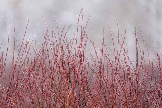 Red-osier dogwood in Palisade, Minnesota