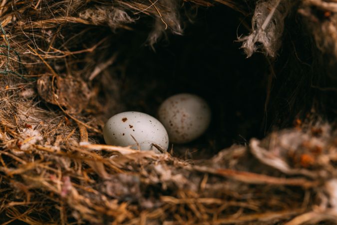 Bird nest on conifer tree