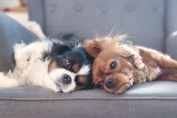 Two cavalier spaniels lying on grey seat