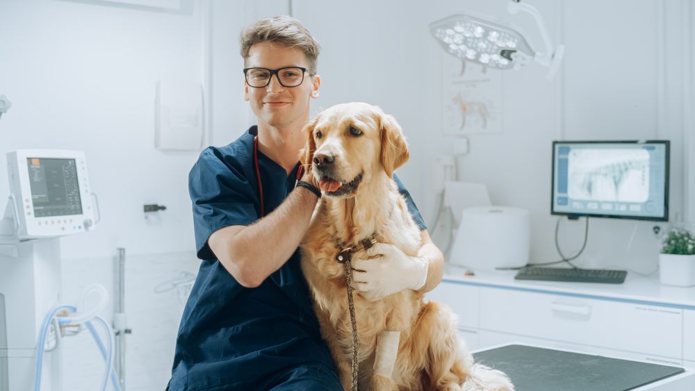 Portrait of a Young Veterinarian in Glasses Petting a Noble Healthy Golden Retriever Pet in a Modern Veterinary Clinic.