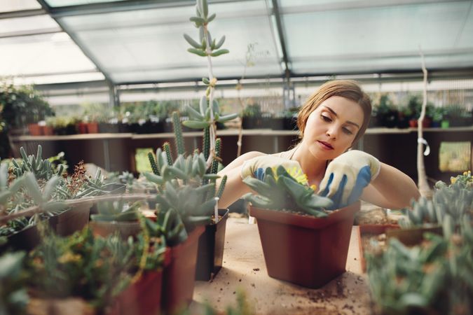 Female gardener planting cactus plant in a pot in greenhouse