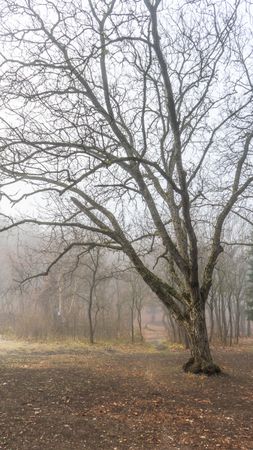 Misty autumnal forest with barren trees