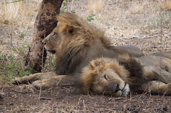Two lions lying on the ground near tree