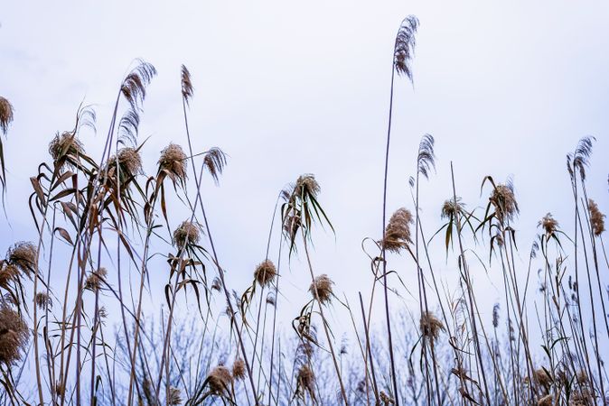 Low angle view of a wheat ears in field