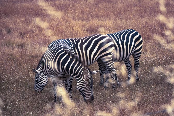 Group of zebras together in field