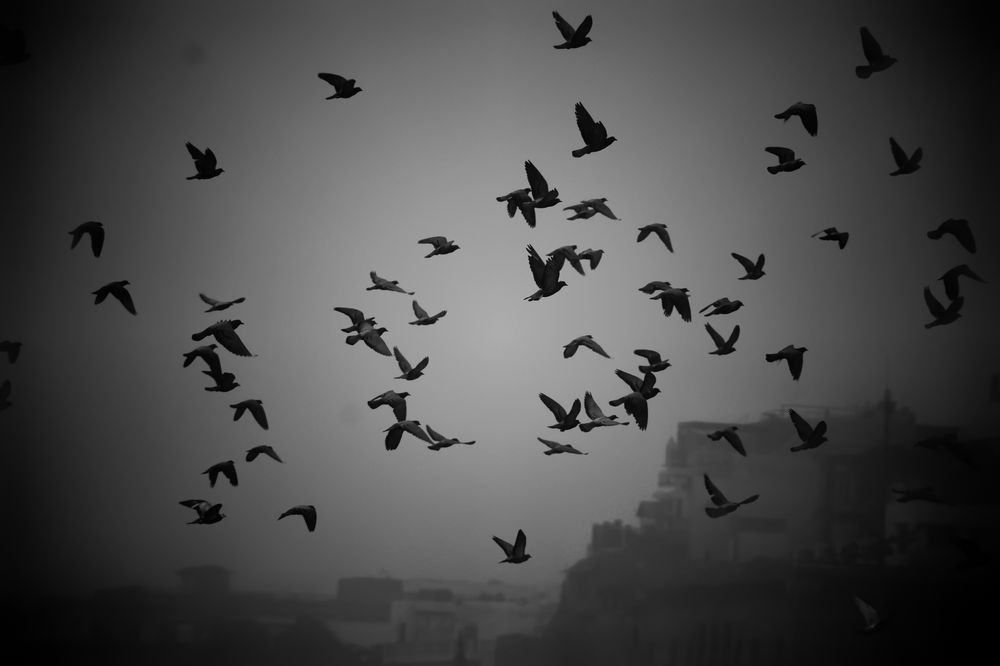 Grayscale photo of flock of birds flying over buildings