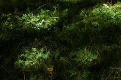 Grass with sunlight