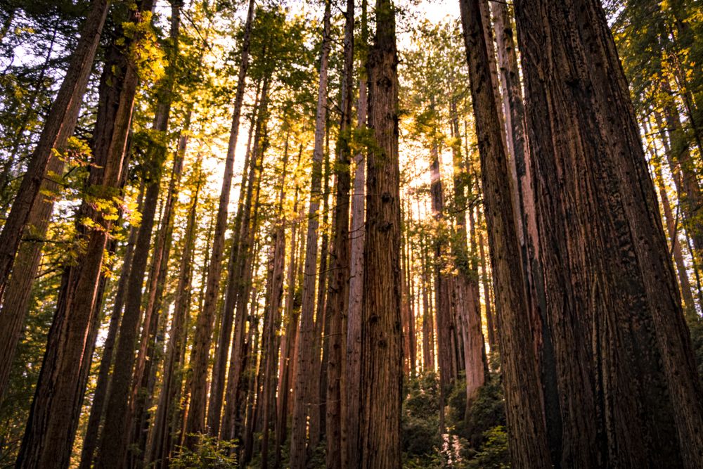 Beautiful tall tree trunks in forest with mid day sun