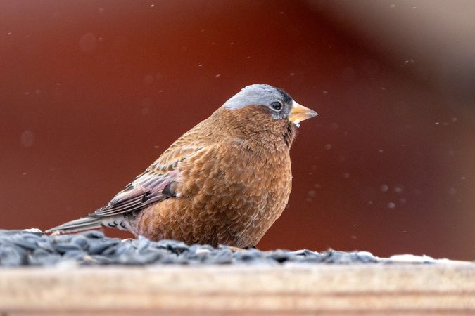 Gray-crowned Rosy-Finch perched on snowy ledge in Deer River, Minnesota