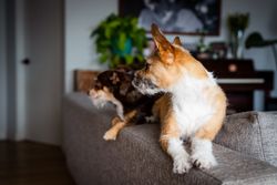 Two cute small dogs resting on back of sofa