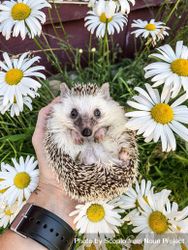 Hand holding hedgehog beside chamomile flowers 5XdxG5