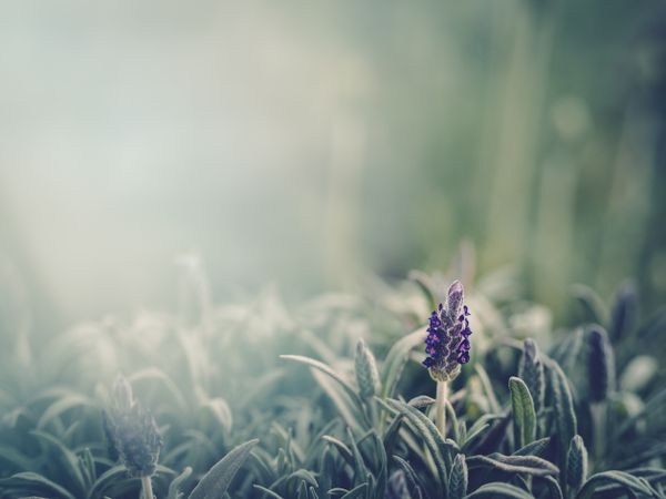 Pretty flower growing in garden