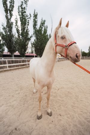 Calm horse standing at paddock